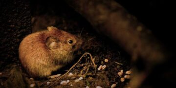 ‘नशेड़ी चूहे’ डकार गए 581 किलो गांजा, जानिए क्या है पूरा मामला