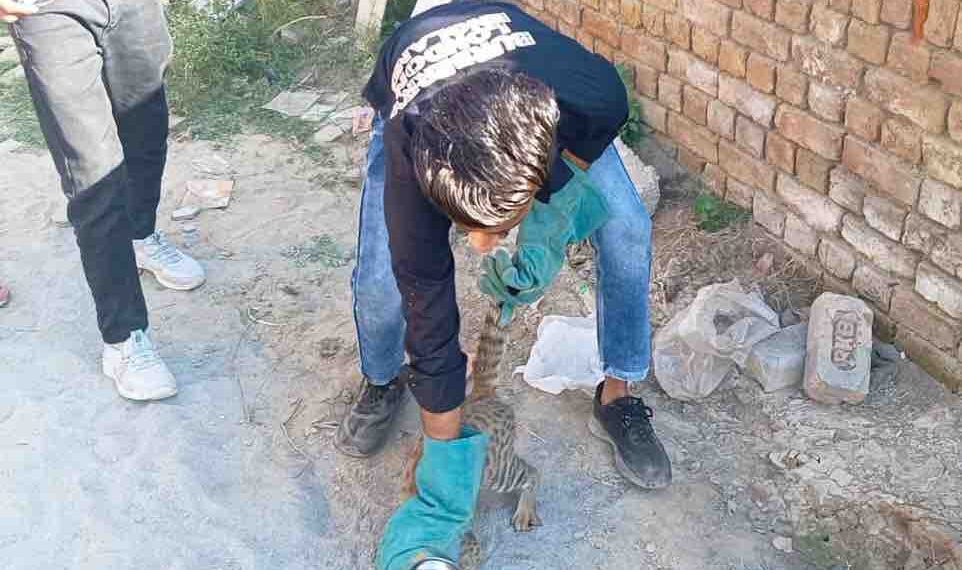 चुपके से घर में घुसी बिल्ली, दूध पीते समय लौटे में फंसा मुंह