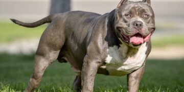 पिता-पुत्र ने कुल्हाड़ी और गंडासे से काटा (अमेरिकन बुली) कुत्ता