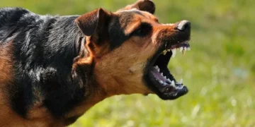 बिहार में 15 कुत्तों का एनकाउंटर, कुत्तों ने ली थी 8 लोगों की जान