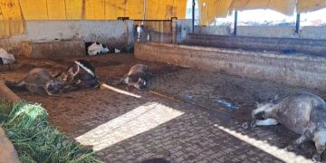 चारा खाने के बाद बिगड़ी गायों की तबीयत, 45 से ज्यादा की मौत