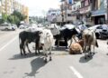 सड़कों पर गोवंश छोड़ने वालों पर लगेगा जुर्माना, होगी FIR दर्ज