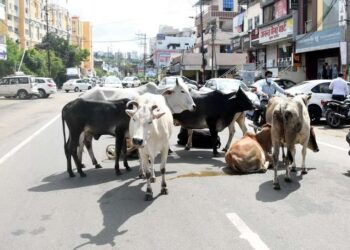 सड़कों पर गोवंश छोड़ने वालों पर लगेगा जुर्माना, होगी FIR दर्ज