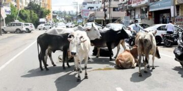 सड़कों पर गोवंश छोड़ने वालों पर लगेगा जुर्माना, होगी FIR दर्ज