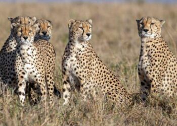 दक्षिण अफ़्रीका से भारत आएंगे 12 चीते