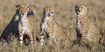 दक्षिण अफ़्रीका से भारत आएंगे 12 चीते
