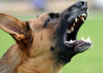 कुत्ते के हमले से बचने लिए डिलीवरी बॉय ने लगाई तीसरी मंजिल से छलांग, इलाज के दौरान मौत