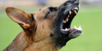 कुत्ते के हमले से बचने लिए डिलीवरी बॉय ने लगाई तीसरी मंजिल से छलांग, इलाज के दौरान मौत