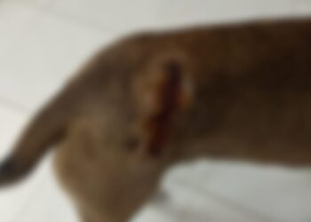 पालतू कुत्ते पर तलवार से किया जानलेवा हमला