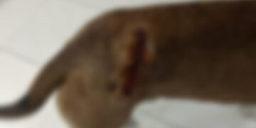 पालतू कुत्ते पर तलवार से किया जानलेवा हमला