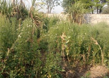 फतेहाबाद में एक बार फिर मिली अफ़ीम की खेती