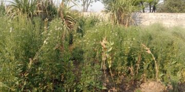 फतेहाबाद में एक बार फिर मिली अफ़ीम की खेती