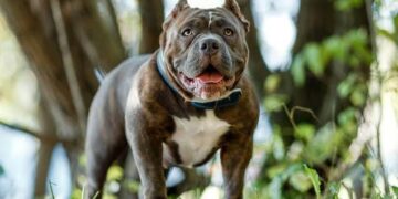 4 साल की मासूम बच्ची पर पिटबुल डॉग का हमला