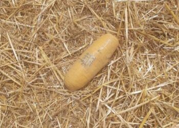 BSF के जवानों ने पकड़ी 10 करोड़ की हेरोइन