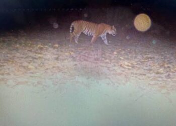 हरियाणा में बनेगा टाइगर पार्क, 110 साल बाद नज़र आया बाघ