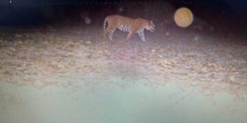 हरियाणा में बनेगा टाइगर पार्क, 110 साल बाद नज़र आया बाघ