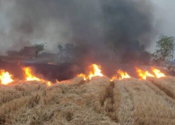 हरियाणा में गेहूं के ‘फाने’ जलाने के मामले बढ़े; फतेहाबाद में सबसे ज्यादा