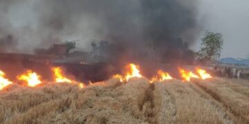 हरियाणा में गेहूं के ‘फाने’ जलाने के मामले बढ़े; फतेहाबाद में सबसे ज्यादा