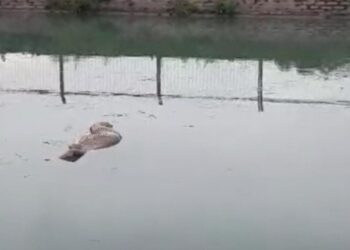 नहर में मिला महिला का शव, हत्या की आशंका