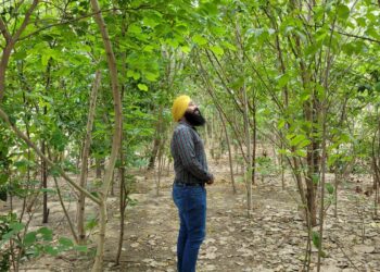 इकोसिख कैसे नए तरीके से गुरु नानक साहिब की मनाता है जयंती