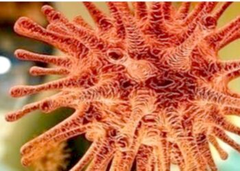 देश में कोरोना वायरस से 6 की मौत,संक्रमण के 475 न‌ए मामले दर्ज