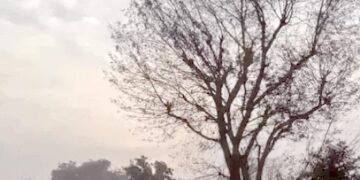 हरियाणा के 6 जिलों में बारिश का अलर्ट