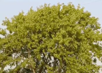 हरियाणा में आज बदलेगा मौसम: 6 जिलों में आंधी-तूफान और बारिश का अलर्ट