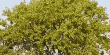 हरियाणा में आज बदलेगा मौसम: 6 जिलों में आंधी-तूफान और बारिश का अलर्ट