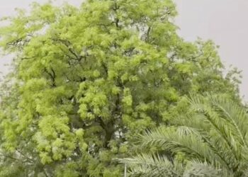 हरियाणा में आज 10 जिलों में आंधी-बारिश का अलर्ट