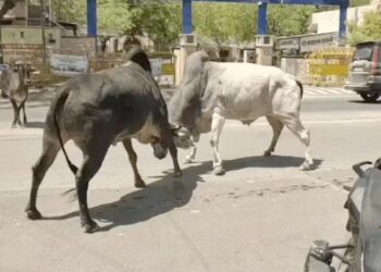 हरियाणा में सड़कों पर पालतू गोवंश छोडने पर होगी FIR: CCTV कैमरों से निगरानी होगी