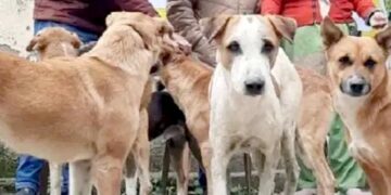 पटियाला में मृत पैदा हुए बच्चे को कूड़े में फेंका: सिर लेकर घूम रहा था कुत्ता