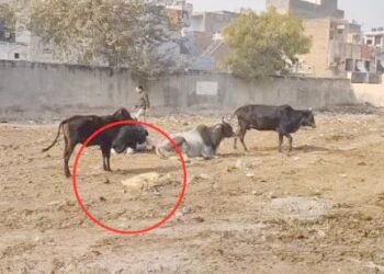 हिसार में कट्टों में गोवंश के शव मिले: महिलाओं को पुलिस ने हिरासत में लिया