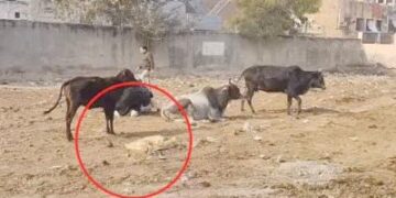 हिसार में कट्‌टों में गोवंश के शव मिले: महिलाओं को पुलिस ने हिरासत में लिया