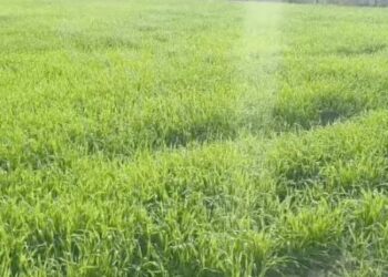 हरियाणा के 13 जिलों में 25°C से ऊपर तापमान: कड़ाके की सर्दी से राहत, गेहूं पर पड़ेगा असर, किसानों को हल्की सिंचाई की सलाह