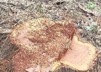 पंचकूला खैर कांड में DFO समेत 3 अधिकारी सस्पेंड: चार अफसरों पर हो चुकी कार्रवाई, अरेस्ट किए जा चुके हैं 11 आरोपी